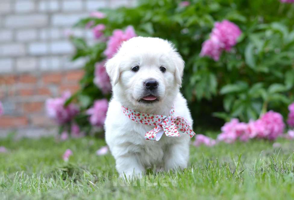 Собаки в Москве: Щенки золотистого ретривера. Девочка, 70 000 руб. - фото 4