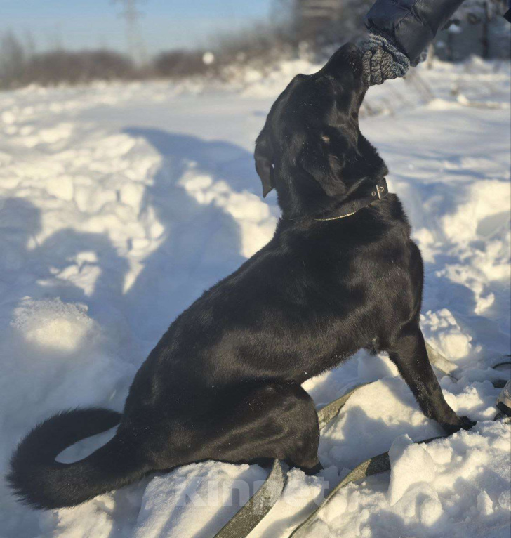 Собаки в Королеве: Ищем дом и любящую семью для прекрасной Оливки! Девочка, Бесплатно - фото 2