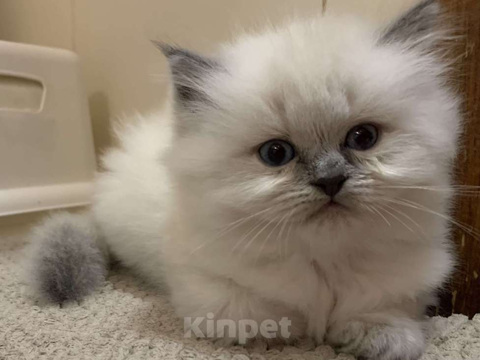 Кошки в Краснодаре: Застенчивый малыш Мальчик, Бесплатно - фото 5