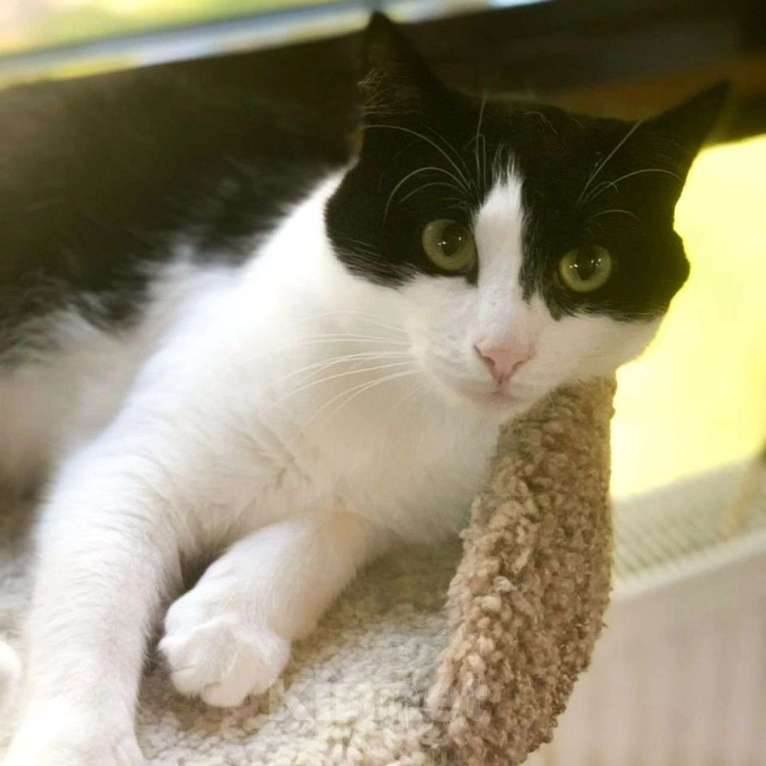 Кошки в Москве: Кошечку Домино не берут из-за лейкоза Девочка, Бесплатно - фото 2