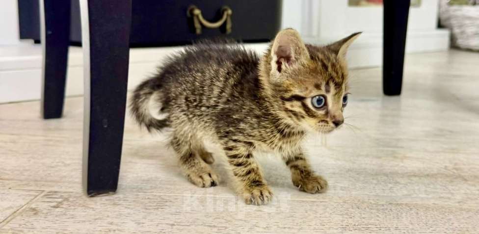 Кошки в Краснодаре: Котята в добрые руки. Мальчик, Бесплатно - фото 4
