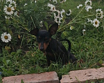 Собаки в Челябинске: Щенок цвергпинчер Девочка, 40 000 руб. - фото 2