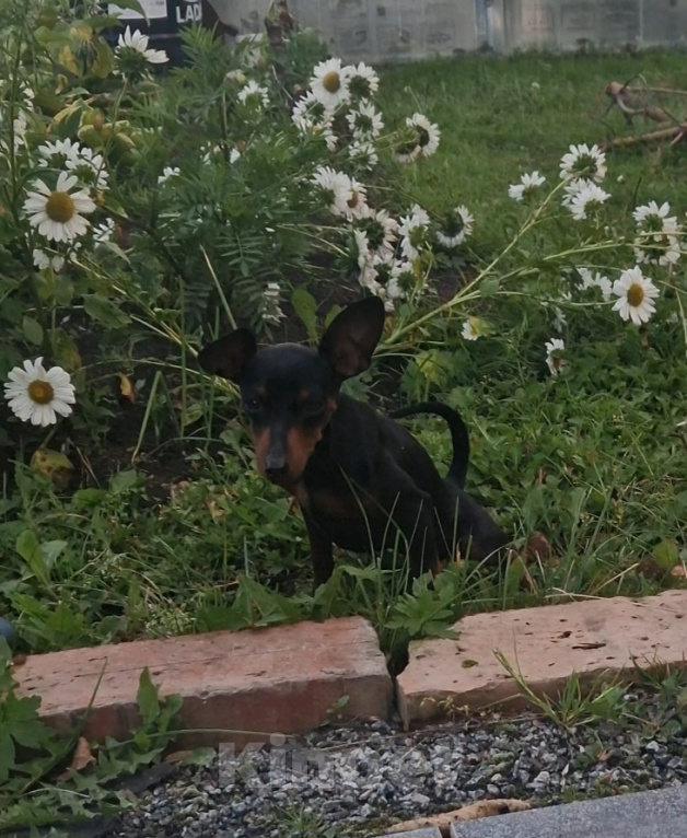 Собаки в Челябинске: Щенок цвергпинчер Девочка, 40 000 руб. - фото 2