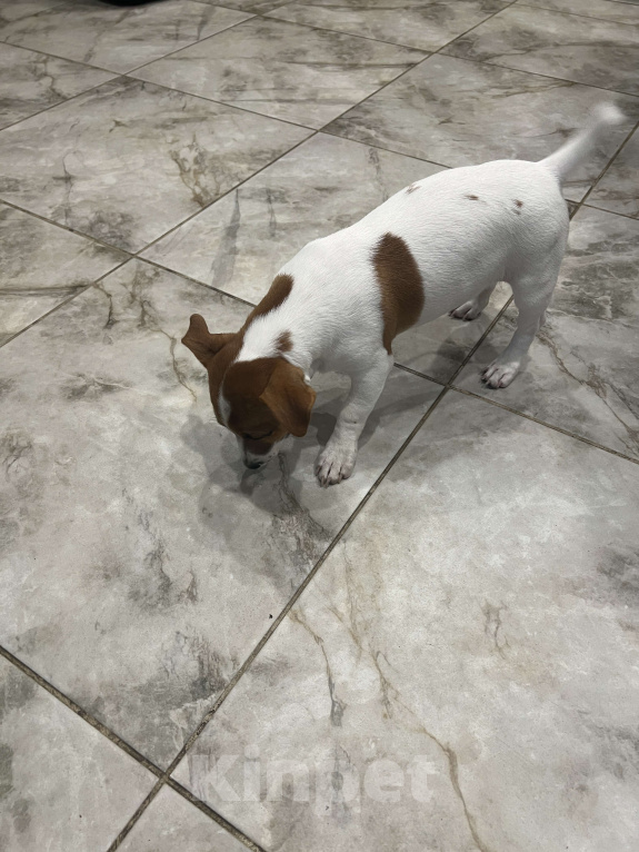 Собаки в Краснодаре: Джек Рассел Терьер девочка Девочка, Бесплатно - фото 3