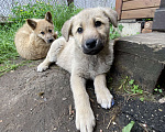 Собаки в Ногинске: Батон Мальчик, 10 руб. - фото 2