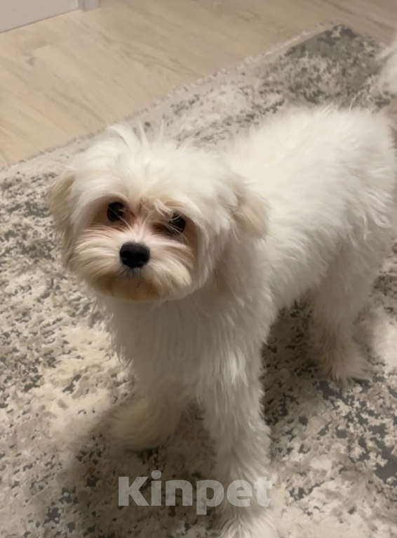 Собаки в Москве: Мальтипу Девочка, 28 000 руб. - фото 1