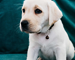 Собаки в Москве: Лабрадор-ретривер, щенок Девочка, Бесплатно - фото 6