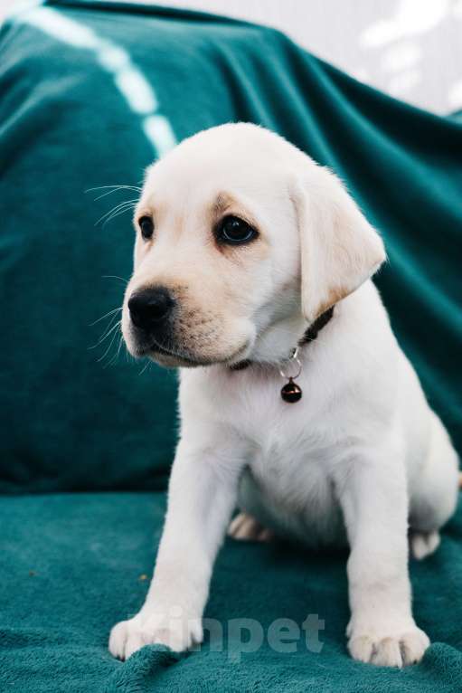 Собаки в Москве: Лабрадор-ретривер, щенок Девочка, Бесплатно - фото 6