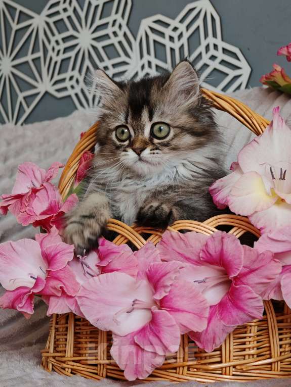 Кошки в Москве: шикарные шотландские котята из питомника Девочка, 65 000 руб. - фото 7