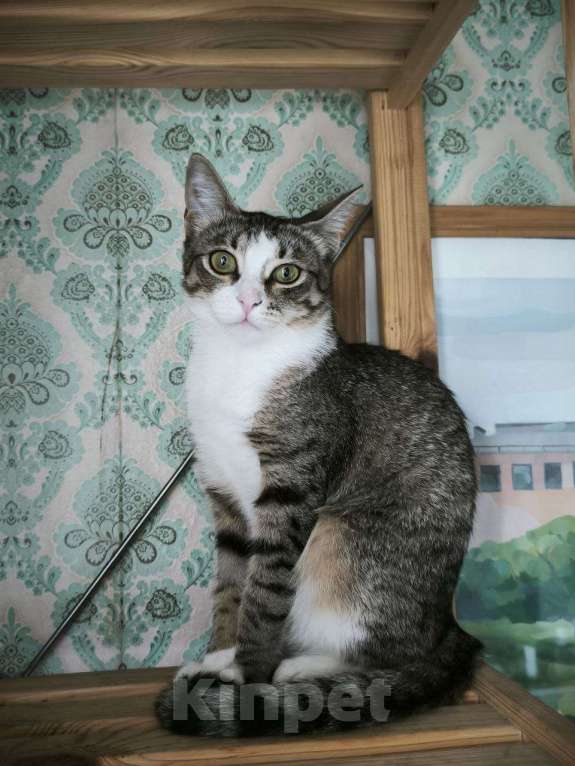 Кошки в Москве: Миниатюрная Саманта 8 месяцев очень хочет домой.  Девочка, Бесплатно - фото 2