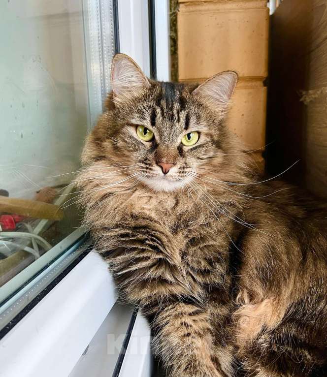 Кошки в Москве: Молодая пушистая кошечка Венди в добрые руки Девочка, Бесплатно - фото 1