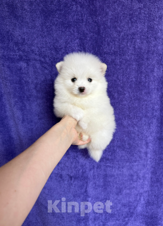 Собаки в Москве: Мальчик Мальчик, 25 000 руб. - фото 1