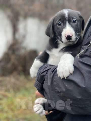 Кошки в Москве: Очаровательные малышки - сестрёнки  ищут дом! Девочка, 1 руб. - фото 4