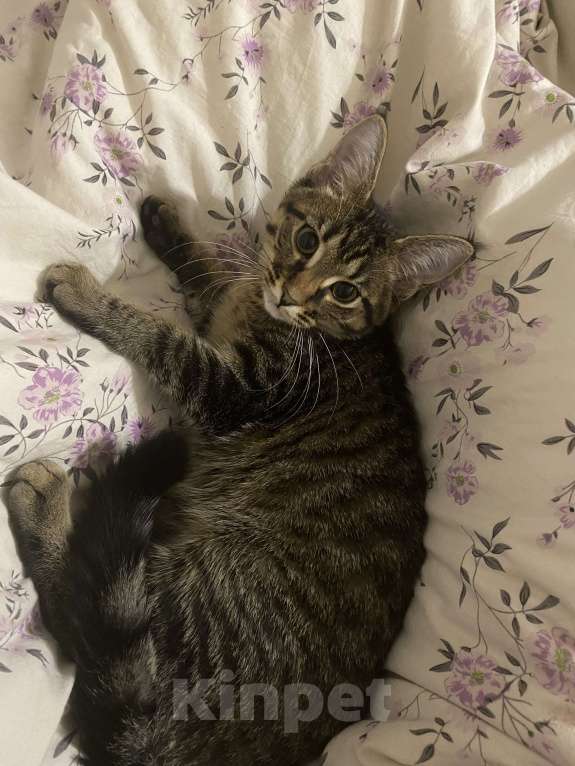 Кошки в Нижнем Новгороде: Котенок в добрые руки Девочка, Бесплатно - фото 4