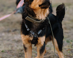 Собаки в Санкт-Петербурге: Щенок Джой из приюта в добрые руки Мальчик, Бесплатно - фото 4