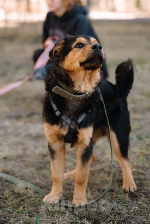 Собаки в Санкт-Петербурге: Щенок Джой из приюта в добрые руки Мальчик, Бесплатно - фото 4