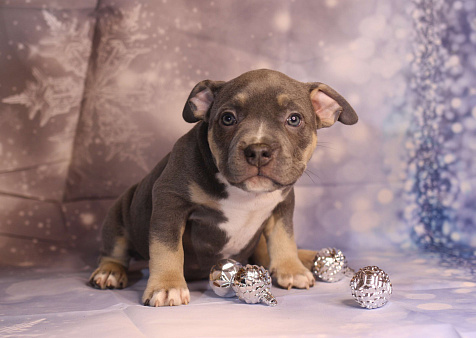 ММ ДАГРОМИС БАРОЛЛО