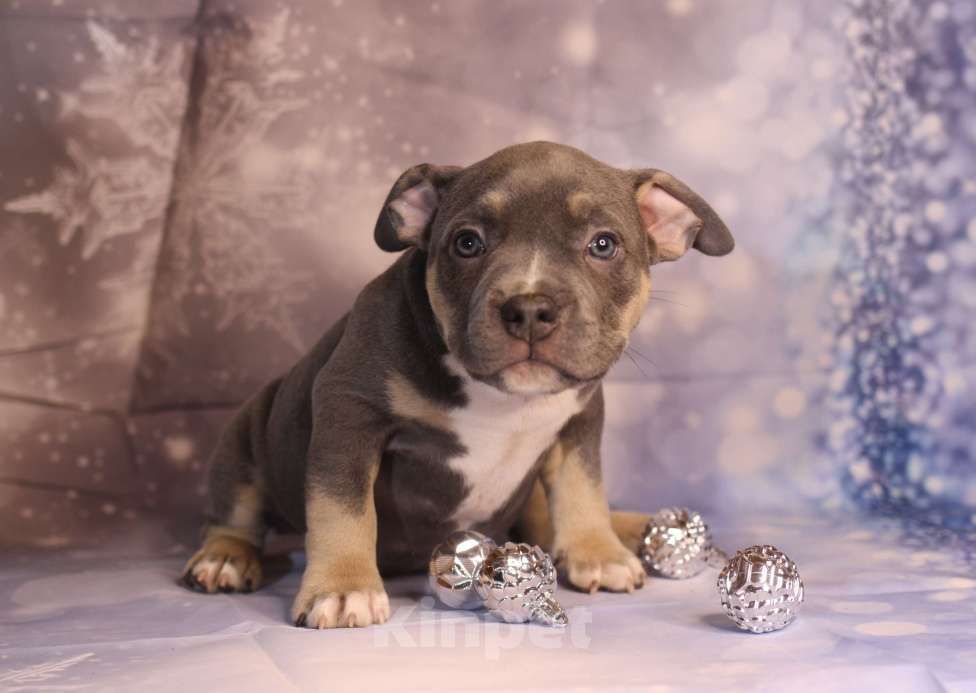 Собаки в Всеволожске: ММ ДАГРОМИС БАРОЛЛО Мальчик, Бесплатно - фото 1