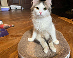 Кошки в Москве: Котенок Эли ищет дом Девочка, Бесплатно - фото 4