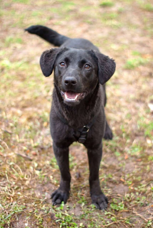 Собаки в Москве: Мини-лабрадор Акулина Девочка, Бесплатно - фото 6