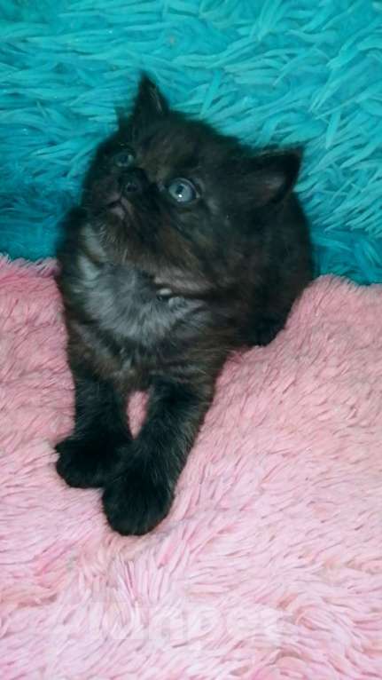 Кошки в Москве: Шотландские котята хайленд Мальчик, 5 000 руб. - фото 7