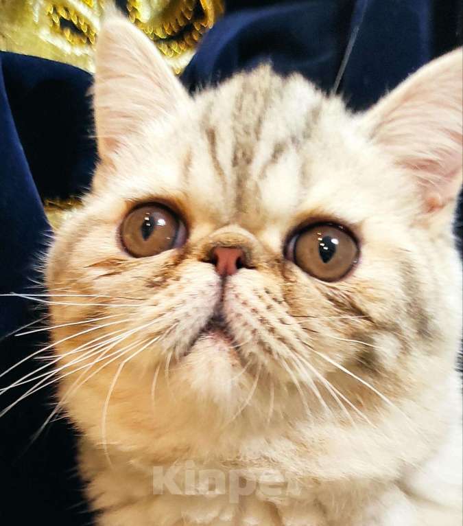 Кошки в Омутнинске: Плюшки экзоты котята, 14 000 руб. - фото 1