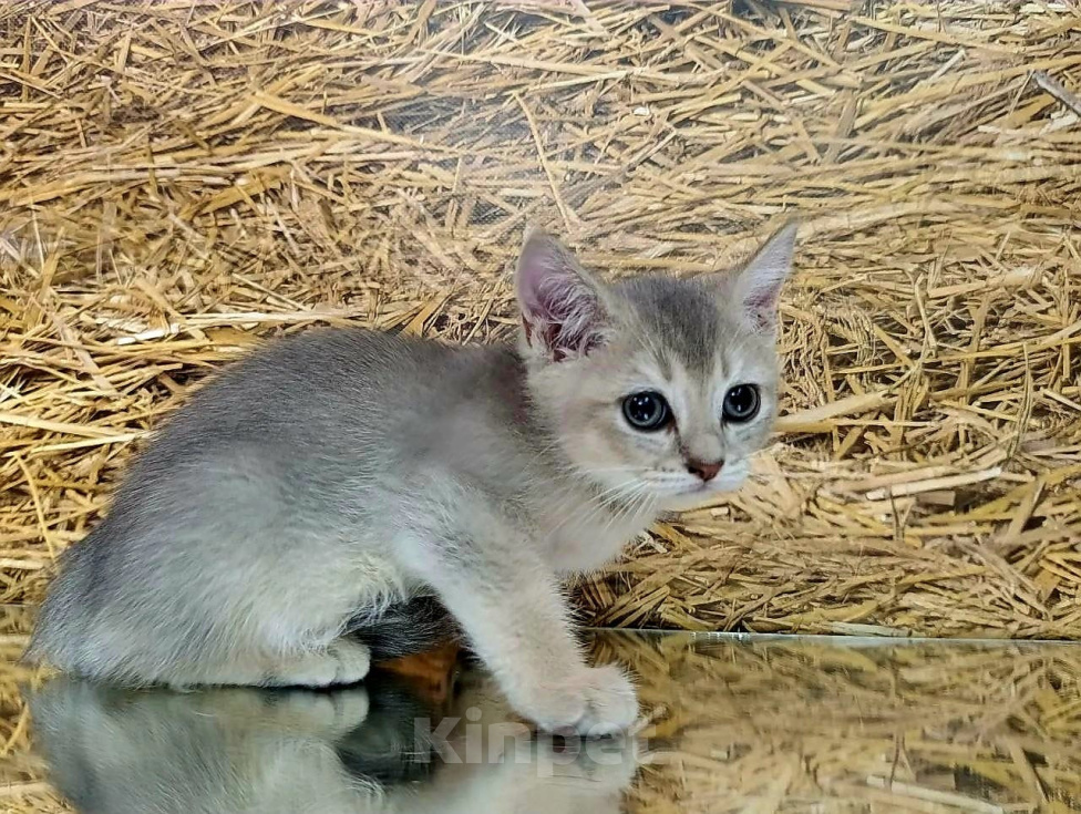 Кошки в других городах Краснодарского края: Шотландские котята Разнополые, 12 000 руб. - фото 3