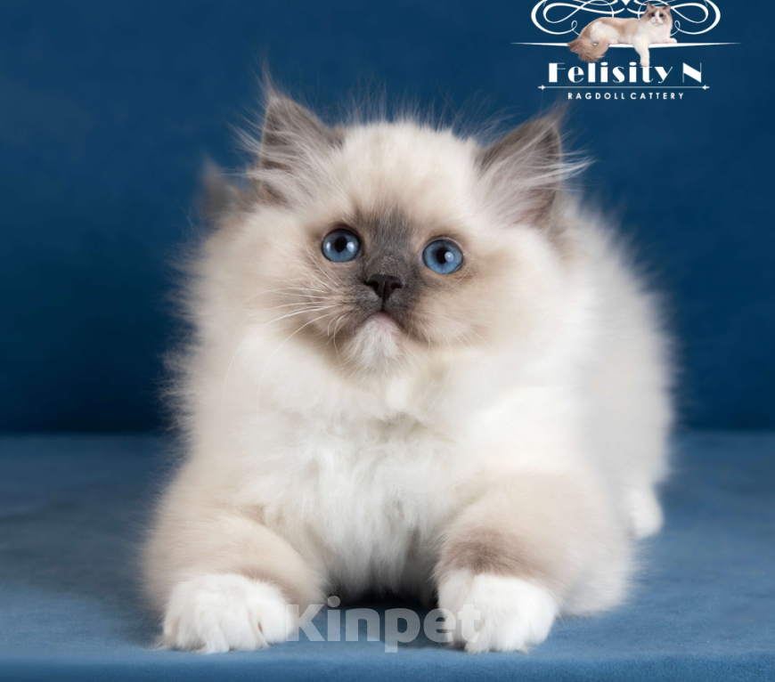 Кошки в Московском: Котята РЭГДОЛЛ Девочка, 130 000 руб. - фото 3