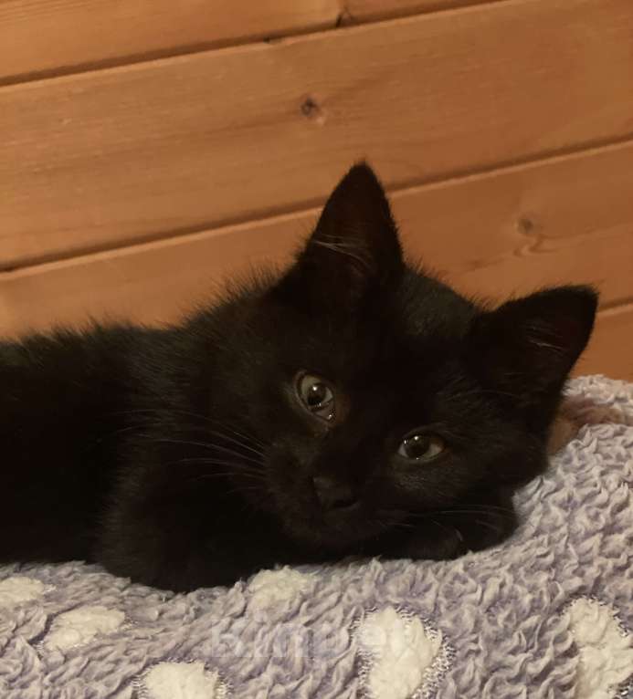 Кошки в других городах Московской области: Трехмесячные котята в добрые руки Девочка, Бесплатно - фото 1