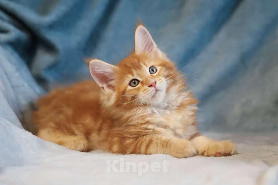 Кошки в Москве: Котенок мейн-кун Мальчик, 70 000 руб. - фото 2