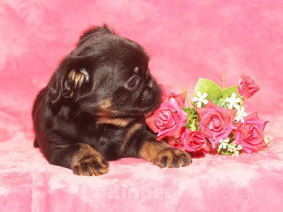 Собаки в Санкт-Петербурге: Маленькая принцесса Девочка, 80 000 руб. - фото 10