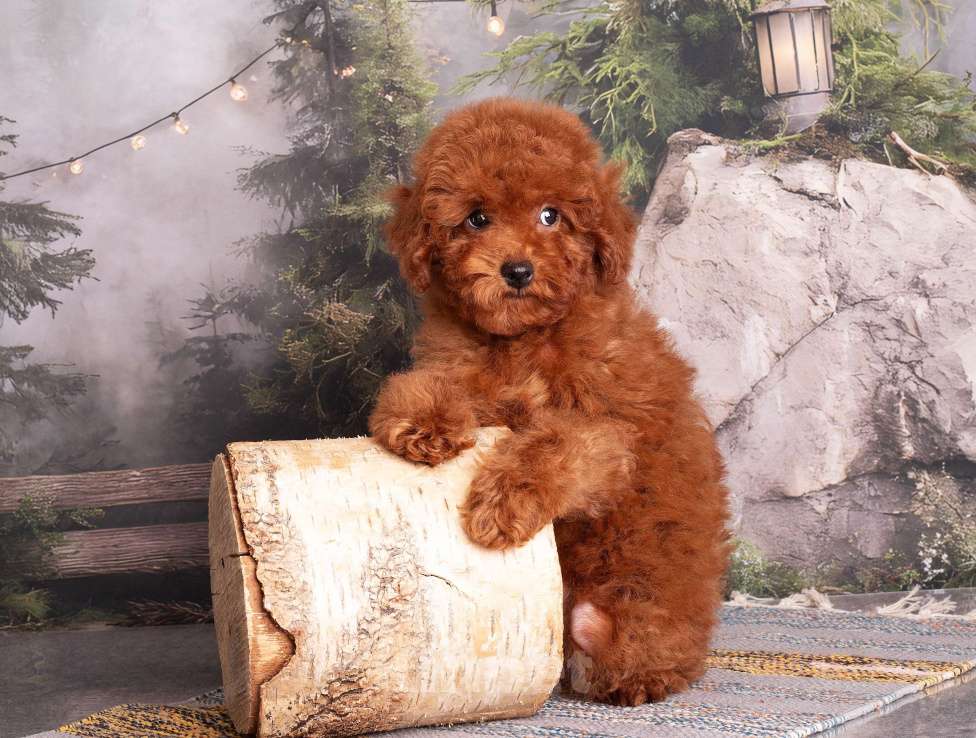 Собаки в Перми: Солнышки Разнополые, Бесплатно - фото 7