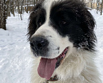 Собаки в Москве: Пёс компаньон, лучший Мальчик, 1 руб. - фото 3