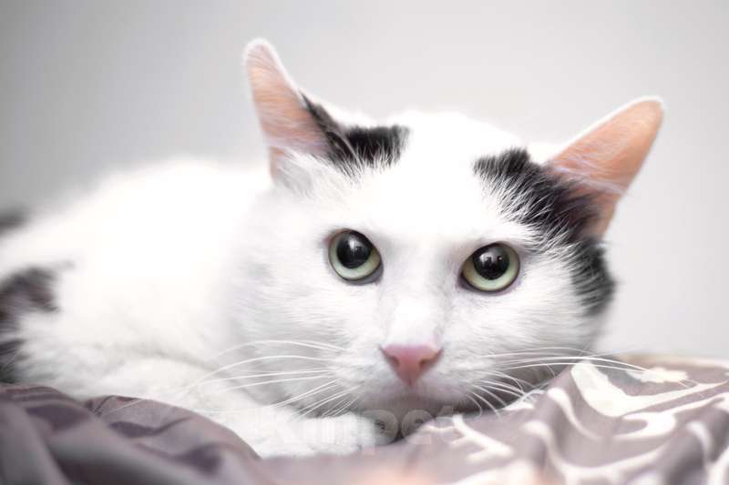 Кошки в Москве: Белый молодой нежный котик Рошфор в добрые руки Мальчик, 1 руб. - фото 2