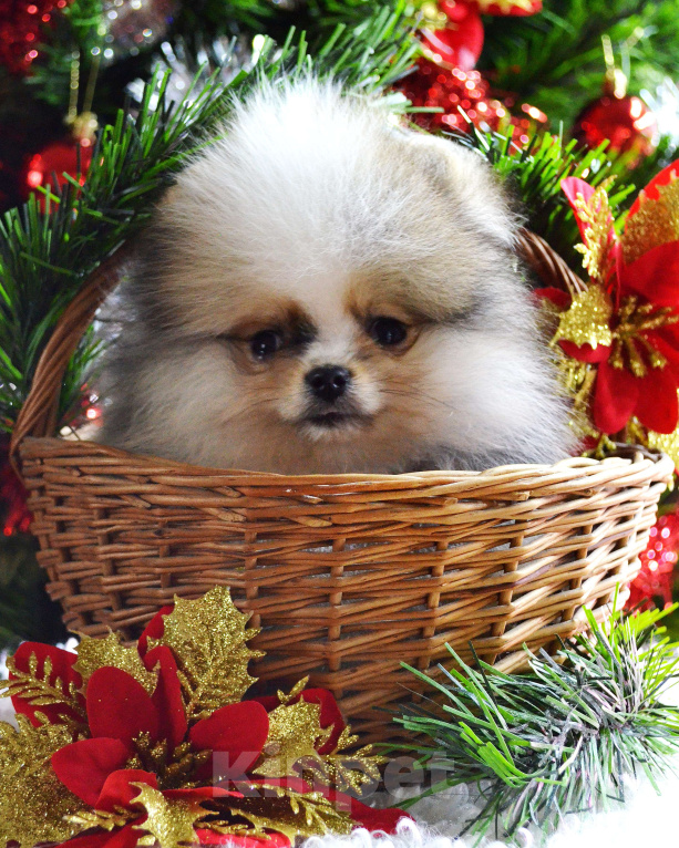 Собаки в Бийске: Щенки померанского щенка Мальчик, 50 000 руб. - фото 3