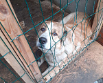 Собаки в Раменском: Ласковая Лисса ищет хозяина Девочка, 500 руб. - фото 3