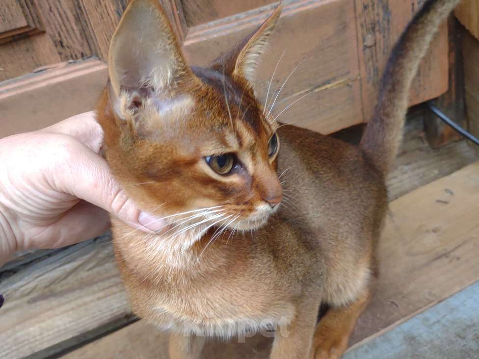 Кошки в Москве: В продаже великолепный парень дикого окраса,мама и папа мои,живут с нами Мальчик, 58 000 руб. - фото 3