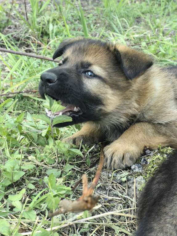 Собаки в Санкт-Петербурге: Щенки немецкой овчарки из питомника "С Путиловой Горы" Девочка, 80 000 руб. - фото 4