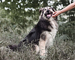 Собаки в Москве: Джей в поисках дома Мальчик, Бесплатно - фото 5