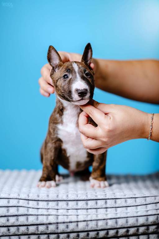 Собаки в Москве: Миниатюрный бультерьер Мальчик, 100 000 руб. - фото 3