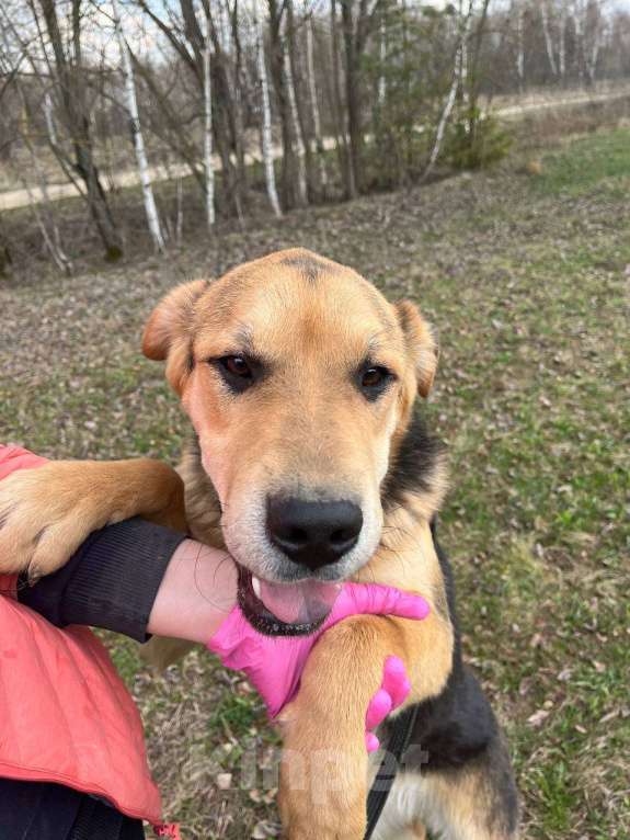 Собаки в Москве: Валли. Классный пес еще ничей Мальчик, Бесплатно - фото 5