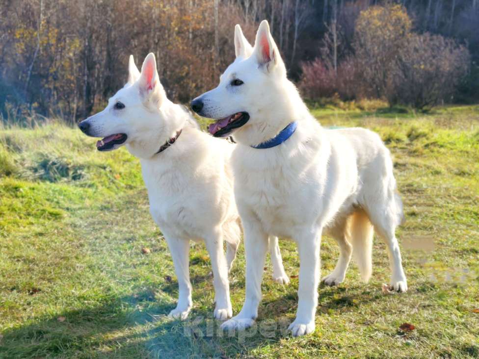 Собаки в Иркутске: Щенки Белой Швейцарской Овчарки Мальчик, 50 000 руб. - фото 6
