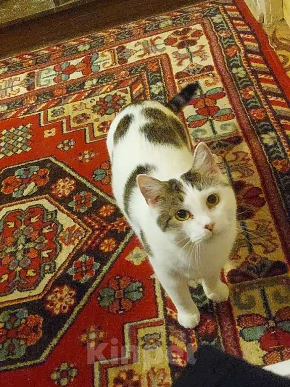 Кошки в Москве: отдам бесплатно  Мальчик, Бесплатно - фото 2
