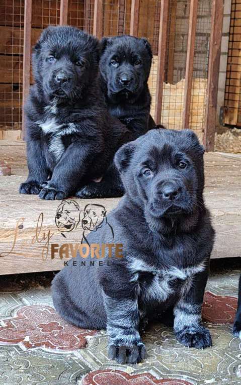 Собаки в Воронеже: Щенки Среднеазиатской Овчарки Мальчик, 60 000 руб. - фото 4