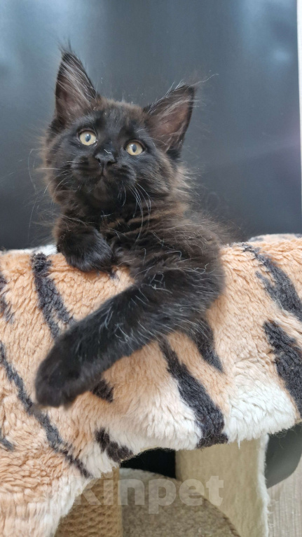 Кошки в Ижевске: Котята мейн-кун Девочка, 50 000 руб. - фото 5