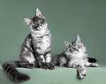Кошки в Видном: Котята мейн-куны - Чудо с кисточками! Разнополые, 50 000 руб. - фото 7