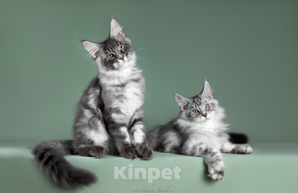 Кошки в Видном: Котята мейн-куны - Чудо с кисточками! Разнополые, 50 000 руб. - фото 7
