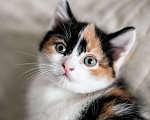 Кошки в Красноярске: Трехцветная кошечка шотландская прямоухая Девочка, Бесплатно - фото 1