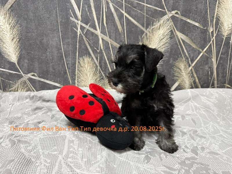 Собаки в Москве: Щенок Цвершнауцера  девочка. Девочка, 70 руб. - фото 2