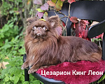 Собаки в Санкт-Петербурге: Мини чихуахуа с гарантией веса,размера,здоровья Мальчик, 120 000 руб. - фото 9